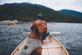 Dog friendly accommodations on the Sunshine Coast BC