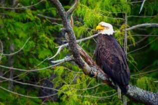Photos provided by Metta Eco Photography