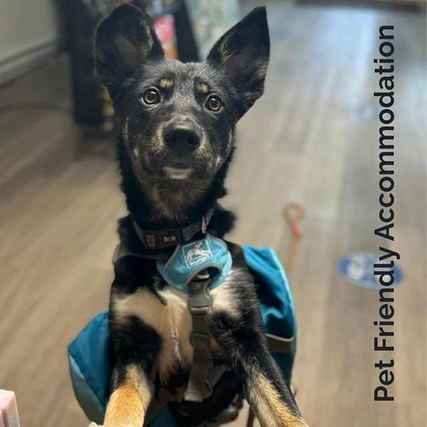 Pet Friendly Accommodation at the Backeddy Resort