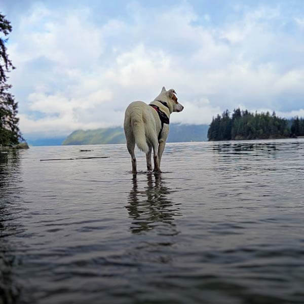 Dockside Dog Days at the Backeddy